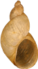 Succinella oblongaGRÅSKALIG BÄRNSTENSSNÄCKA9,5 × 5,3 mm